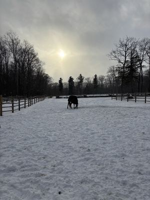 Winter Pastures
